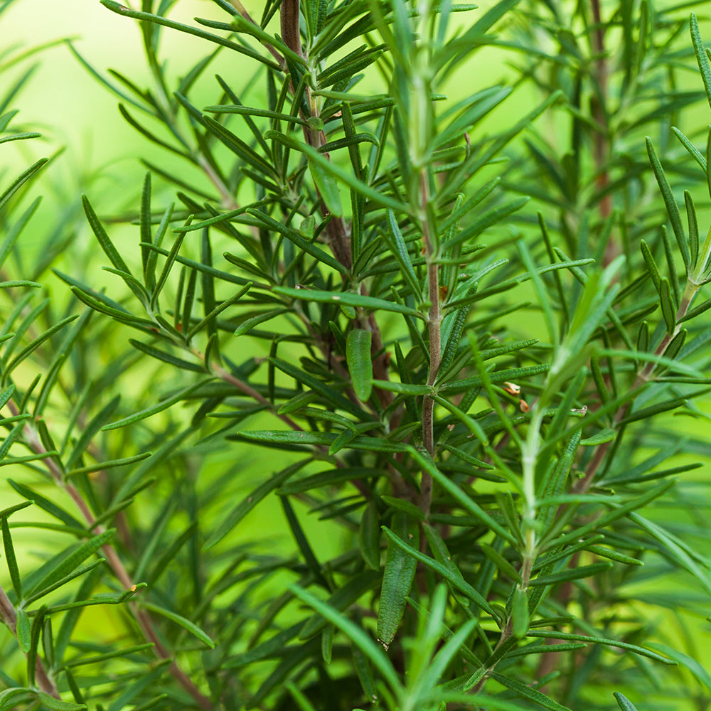 Rosemary Leaves Organic