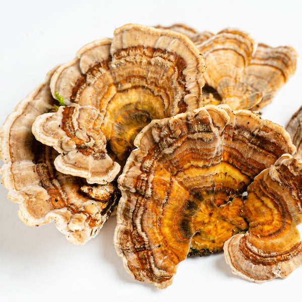 Fresh Turkey Tail Undried 1/2 pound Organic buy