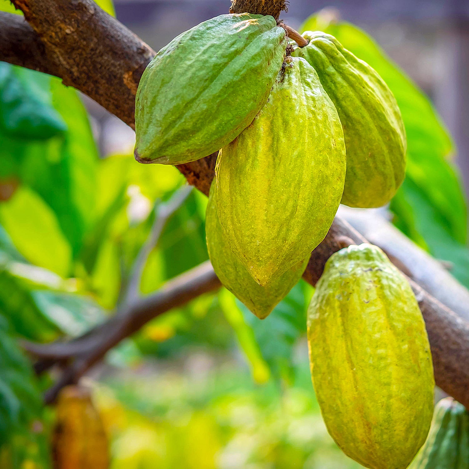 Cacao Nibs Rauw Biologisch
